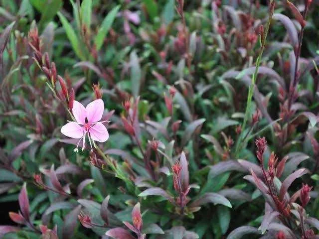 Gaura "compact pink" - planten met pot (24x) - afbeelding 2 van  2