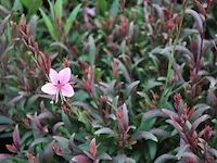 Gaura "compact pink" - planten met pot (24x) - afbeelding 2 van  2