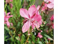 Gaura "compact pink" - planten met pot (24x)