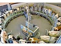 Gea gerobotiseerde melkcarrousel - afbeelding 12 van  40