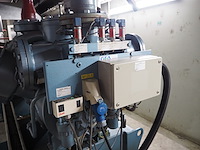 Gea grasso - afbeelding 6 van  15