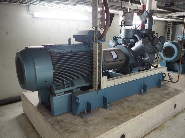 Gea grasso - afbeelding 8 van  15