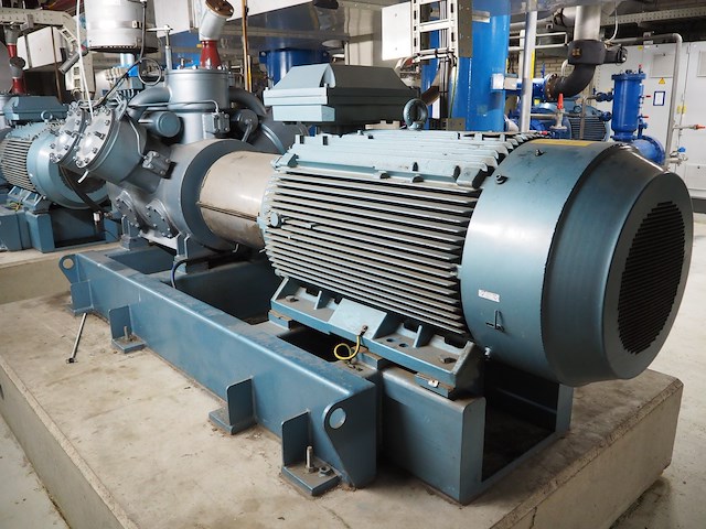 Gea grasso - afbeelding 9 van  15