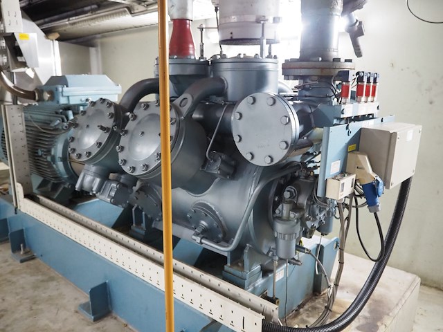 Gea grasso - afbeelding 12 van  15