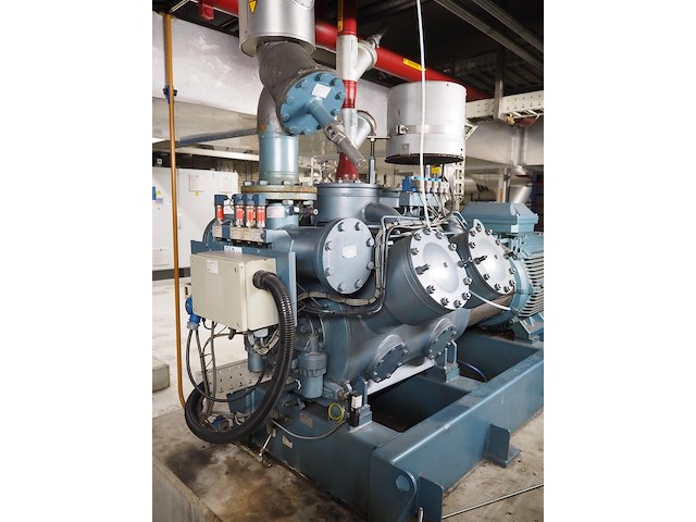 Gea grasso - afbeelding 13 van  15