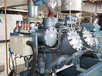 Gea grasso - afbeelding 13 van  15