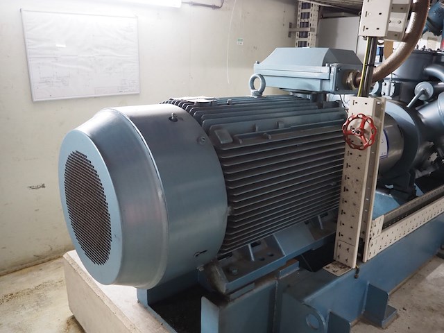 Gea grasso - afbeelding 2 van  17