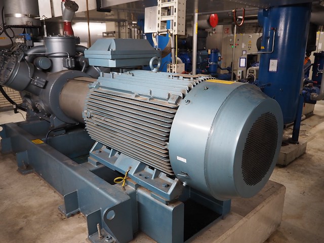 Gea grasso - afbeelding 3 van  17