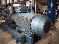 Gea grasso - afbeelding 3 van  17