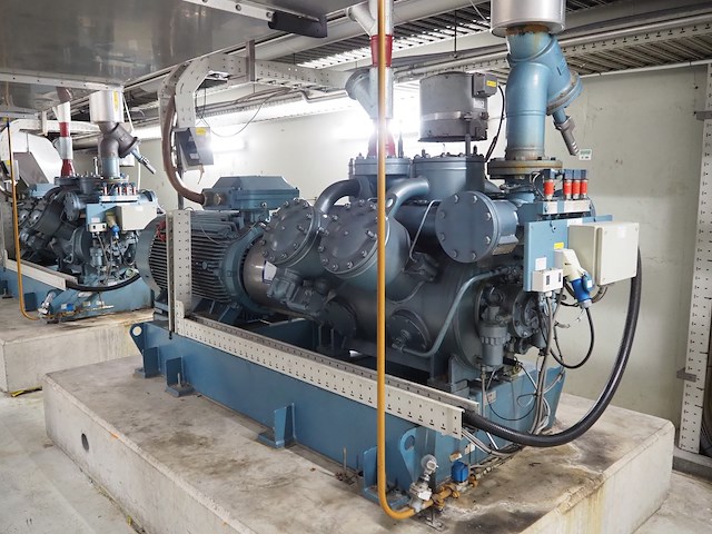 Gea grasso - afbeelding 1 van  17