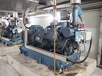 Gea grasso - afbeelding 1 van  17