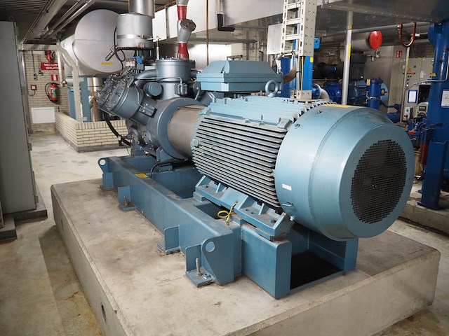 Gea grasso - afbeelding 11 van  17