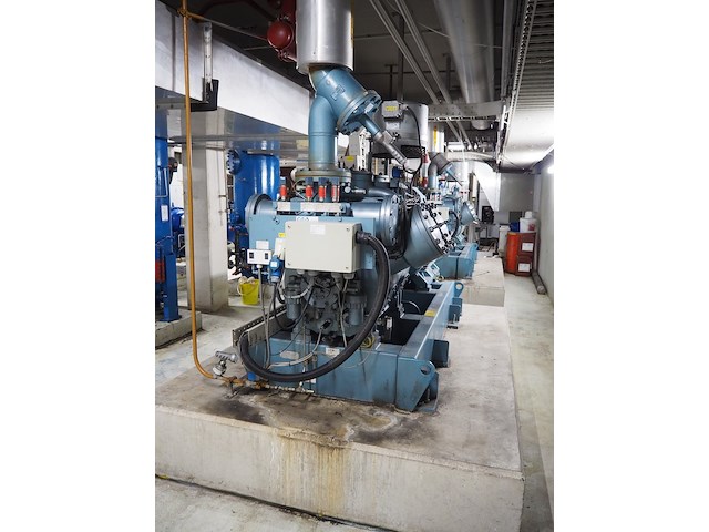 Gea grasso - afbeelding 12 van  17