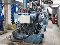 Gea grasso - afbeelding 12 van  17