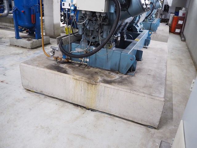 Gea grasso - afbeelding 13 van  17