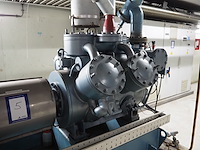 Gea grasso - afbeelding 17 van  17