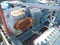 Gea grasso - afbeelding 5 van  20