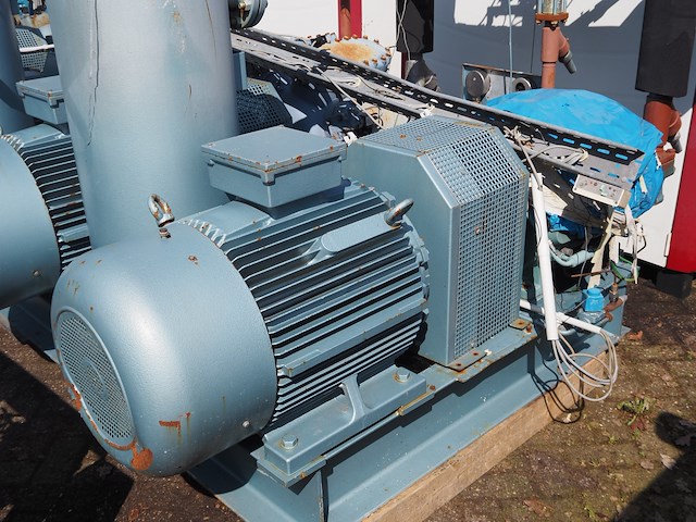 Gea grasso - afbeelding 9 van  20