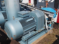 Gea grasso - afbeelding 9 van  20