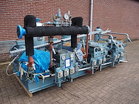 Gea grasso - afbeelding 1 van  20