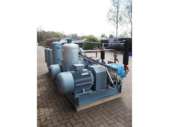 Gea grasso - afbeelding 15 van  20