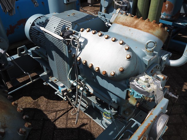 Gea grasso - afbeelding 16 van  20