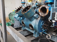 Gea grasso - afbeelding 8 van  12