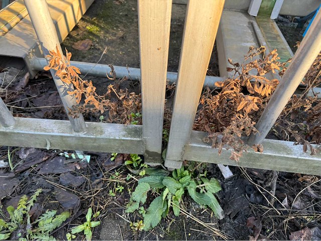 Gegalvaniseerd hekwerk (5,80x2,00 mtr) - afbeelding 6 van  8