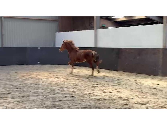 Gelders paard/veulen - afbeelding 3 van  4