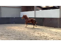 Gelders paard/veulen - afbeelding 3 van  4