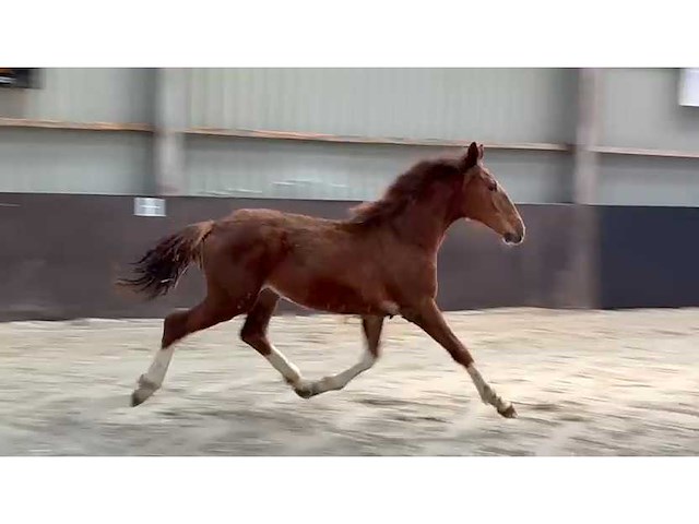 Gelders paard/veulen - afbeelding 4 van  4