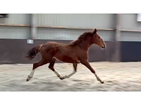 Gelders paard/veulen - afbeelding 4 van  4