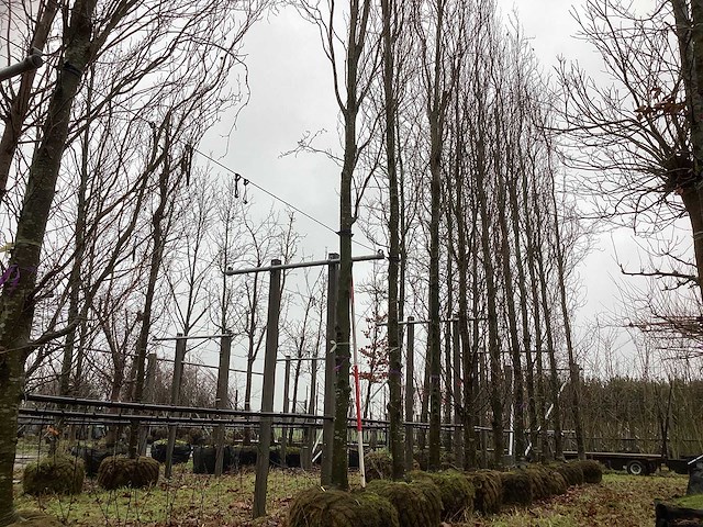 Gele beuk - laanboom - afbeelding 1 van  3