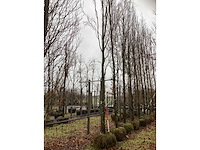 Gele beuk - laanboom - afbeelding 2 van  3