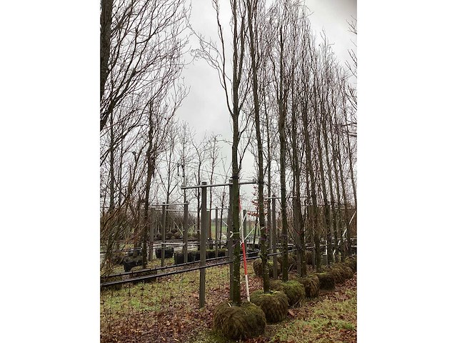 Gele beuk - sierboom - afbeelding 2 van  3