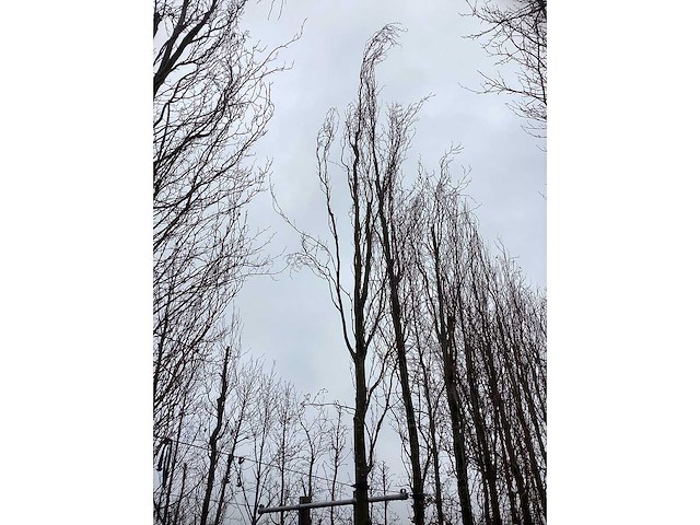 Gele beuk - sierboom - afbeelding 3 van  3