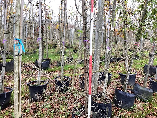 Gele kornoelje - sierboom - afbeelding 1 van  3