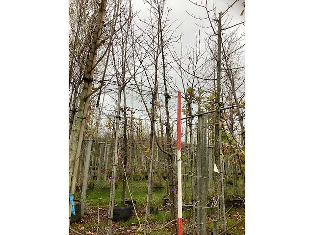 Gele kornoelje - sierboom - afbeelding 2 van  3