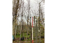 Gele kornoelje - sierboom - afbeelding 2 van  3