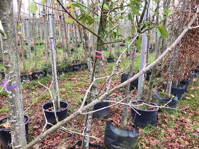Gele kornoelje - sierboom - afbeelding 3 van  3
