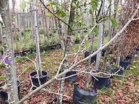 Gele kornoelje - sierboom - afbeelding 3 van  3