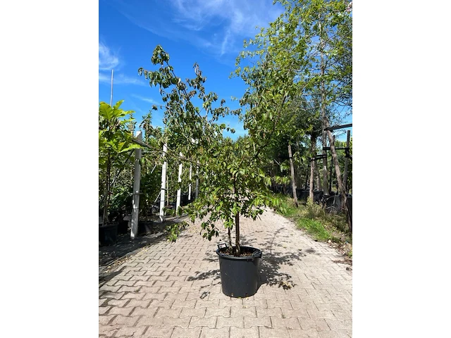 Gele kornoelje, cornus mas, sierheester, gele bloei, ca. 175 cm hoog - afbeelding 1 van  2