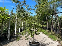 Gele kornoelje, cornus mas, sierheester, gele bloei, ca. 175 cm hoog
