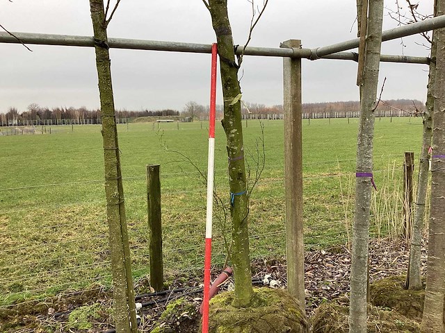 Gele sierbeuk - sierboom - afbeelding 1 van  3