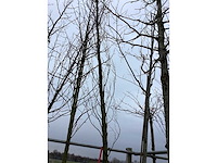 Gele sierbeuk - sierboom - afbeelding 2 van  3