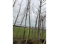 Gele sierbeuk - sierboom - afbeelding 3 van  3