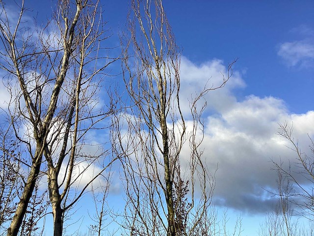 Gele sierbeuk - sierboom - afbeelding 1 van  2