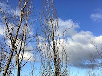 Gele sierbeuk - sierboom - afbeelding 1 van  2