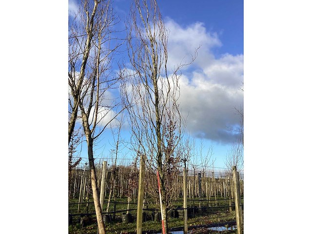 Gele sierbeuk - sierboom - afbeelding 2 van  2