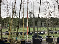 Gele treurwilg - laanbomen (2x) - afbeelding 1 van  3